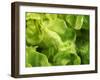 Fresh Lettuce-Kai Stiepel-Framed Photographic Print