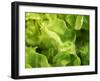 Fresh Lettuce-Kai Stiepel-Framed Photographic Print