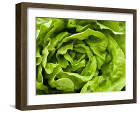 Fresh Lettuce-Greg Elms-Framed Photographic Print