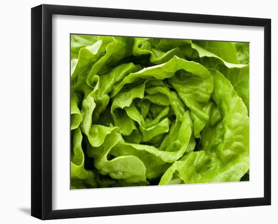 Fresh Lettuce-Greg Elms-Framed Photographic Print