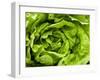 Fresh Lettuce-Greg Elms-Framed Photographic Print