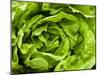 Fresh Lettuce-Greg Elms-Mounted Photographic Print