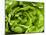 Fresh Lettuce-Greg Elms-Mounted Photographic Print