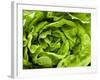 Fresh Lettuce-Greg Elms-Framed Photographic Print