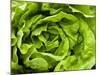 Fresh Lettuce-Greg Elms-Mounted Photographic Print