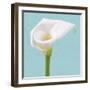 Fresh Lily II-Adam Brock-Framed Giclee Print