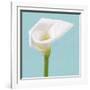 Fresh Lily II-Adam Brock-Framed Giclee Print