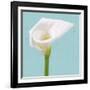 Fresh Lily II-Adam Brock-Framed Giclee Print