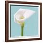 Fresh Lily II-Adam Brock-Framed Giclee Print