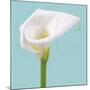 Fresh Lily II-Adam Brock-Mounted Giclee Print