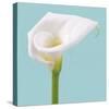 Fresh Lily II-Adam Brock-Stretched Canvas