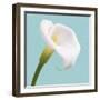 Fresh Lily III-Adam Brock-Framed Giclee Print