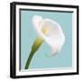 Fresh Lily III-Adam Brock-Framed Giclee Print