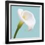 Fresh Lily III-Adam Brock-Framed Giclee Print