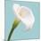 Fresh Lily III-Adam Brock-Mounted Giclee Print