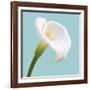 Fresh Lily III-Adam Brock-Framed Giclee Print