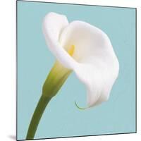 Fresh Lily III-Adam Brock-Mounted Giclee Print