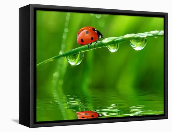 Fresh Morning Dew And Ladybird-volrab vaclav-Framed Stretched Canvas