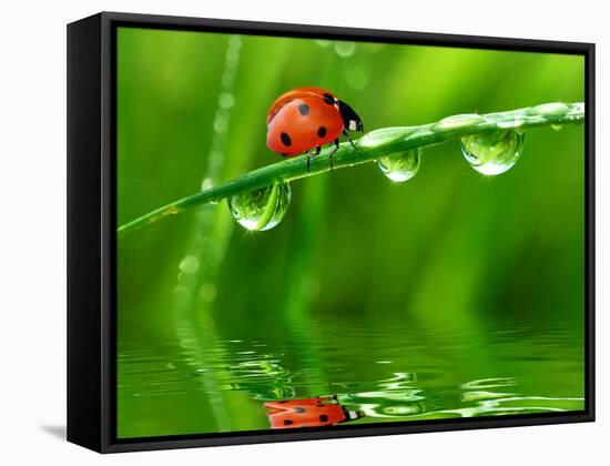 Fresh Morning Dew And Ladybird-volrab vaclav-Framed Stretched Canvas