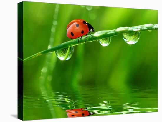 Fresh Morning Dew And Ladybird-volrab vaclav-Stretched Canvas