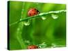Fresh Morning Dew And Ladybird-volrab vaclav-Stretched Canvas