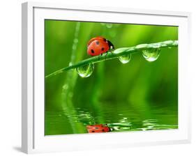 Fresh Morning Dew And Ladybird-volrab vaclav-Framed Photographic Print