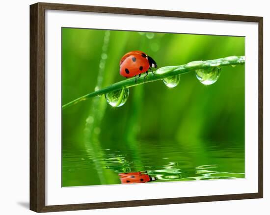 Fresh Morning Dew And Ladybird-volrab vaclav-Framed Photographic Print