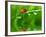 Fresh Morning Dew And Ladybird-volrab vaclav-Framed Photographic Print