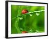 Fresh Morning Dew And Ladybird-volrab vaclav-Framed Photographic Print