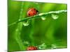 Fresh Morning Dew And Ladybird-volrab vaclav-Mounted Photographic Print