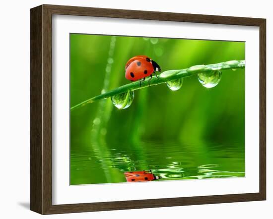 Fresh Morning Dew And Ladybird-volrab vaclav-Framed Photographic Print