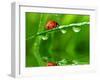 Fresh Morning Dew And Ladybird-volrab vaclav-Framed Photographic Print