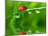 Fresh Morning Dew And Ladybird-volrab vaclav-Mounted Photographic Print