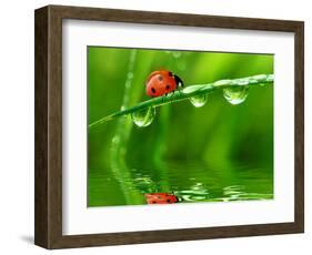 Fresh Morning Dew And Ladybird-volrab vaclav-Framed Photographic Print