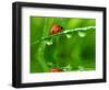 Fresh Morning Dew And Ladybird-volrab vaclav-Framed Photographic Print