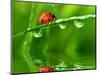 Fresh Morning Dew And Ladybird-volrab vaclav-Mounted Photographic Print