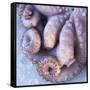 Fresh Octopus (Close-Up)-Alexander Feig-Framed Stretched Canvas