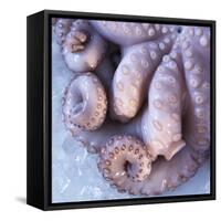 Fresh Octopus (Close-Up)-Alexander Feig-Framed Stretched Canvas