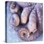 Fresh Octopus (Close-Up)-Alexander Feig-Stretched Canvas