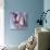 Fresh Octopus (Close-Up)-Alexander Feig-Photographic Print displayed on a wall