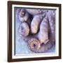 Fresh Octopus (Close-Up)-Alexander Feig-Framed Photographic Print