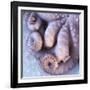 Fresh Octopus (Close-Up)-Alexander Feig-Framed Photographic Print