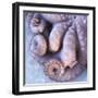 Fresh Octopus (Close-Up)-Alexander Feig-Framed Photographic Print