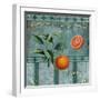 Fresh Oranges-Mindy Sommers-Framed Giclee Print