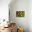 Fresh Organic Vegetables at a Farmers' Market, Savannah, Georgia, USA-Joanne Wells-Photographic Print displayed on a wall