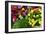 Fresh Organic Vegetables at a Farmers' Market, Savannah, Georgia, USA-Joanne Wells-Framed Photographic Print