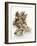 Fresh Oysters with Drops of Water-Kröger & Gross-Framed Photographic Print