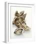 Fresh Oysters with Drops of Water-Kröger & Gross-Framed Photographic Print