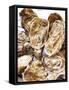 Fresh Oysters-Alain Caste-Framed Stretched Canvas