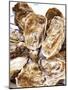Fresh Oysters-Alain Caste-Mounted Photographic Print